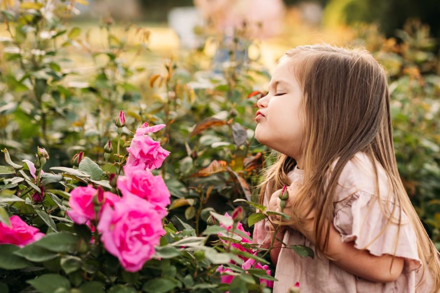 Little girl smelling pink roses in the Kansas City rose garden — family photography in the Kansas City area